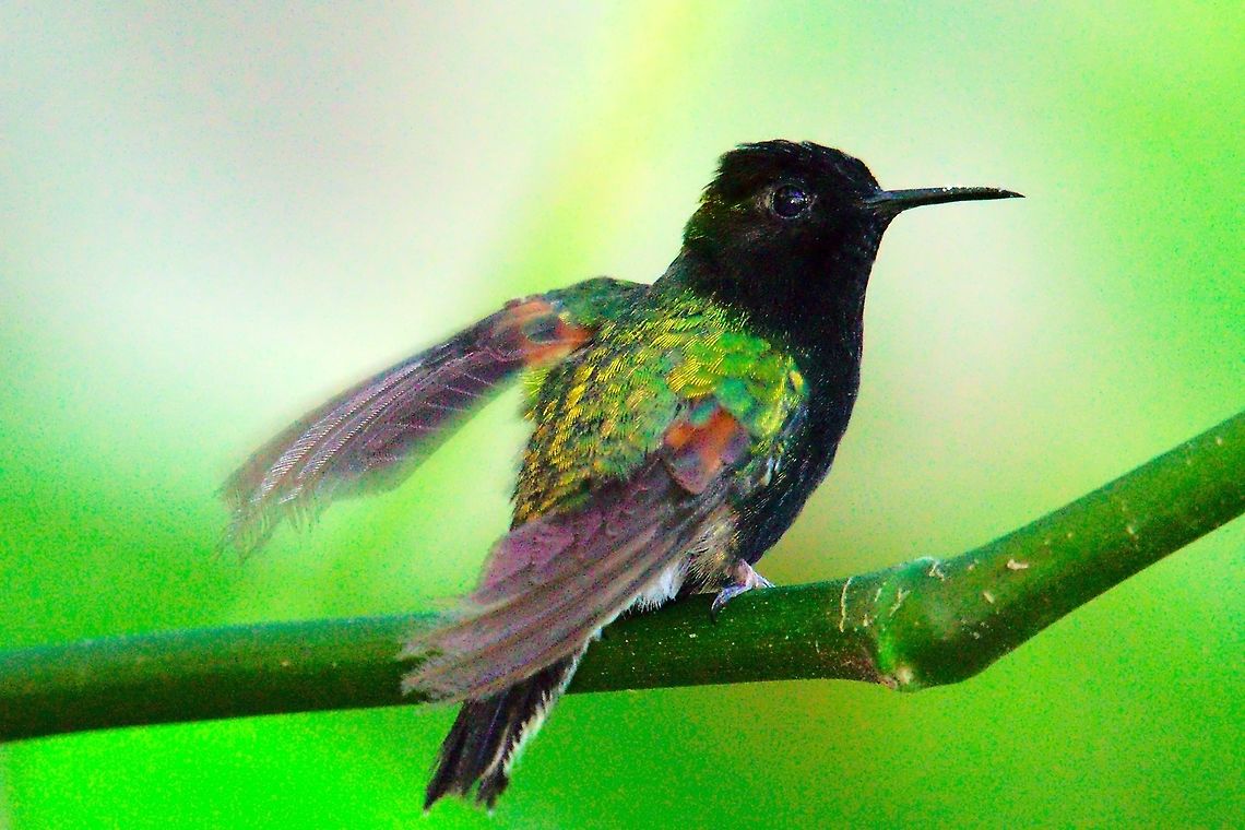 Black-bellied Hummingbird at Cataratas de Toro Black-bellied Hummingbird seen at Cataratas de Toro Black-bellied Hummingbird,Black-bellied hummingbird,Cataratas de Toro,Costa Rica,Eupherusa nigriventris