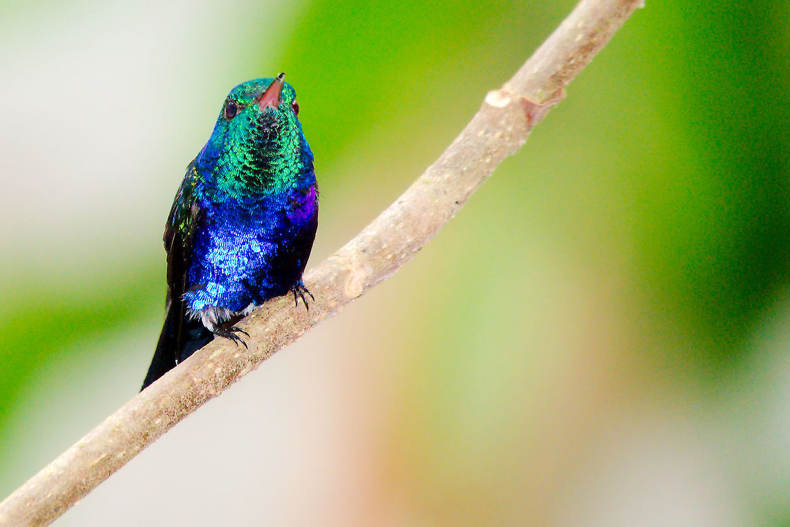 Violet-bellied Hummingbird at Altos del Maria Violet-bellied Hummingbird seen at Altos del Maria Altos del Maria,Damophila julie,Panama,Violet-bellied Hummingbird,Violet-bellied hummingbird
