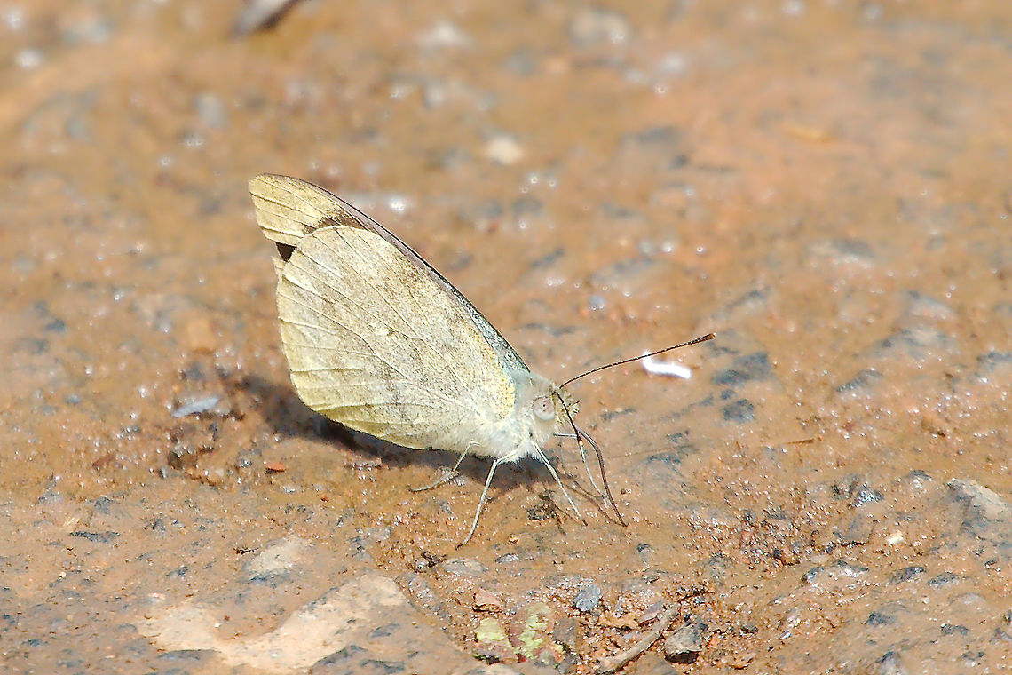 Appias lalage Butterfly at Wayanad, Tamil Nadu, India Appias lalage Butterfly at Wayanad, Tamil Nadu, India Appias lalage,Butterfly,India,Spot puffin,tamil nadu,wayanad