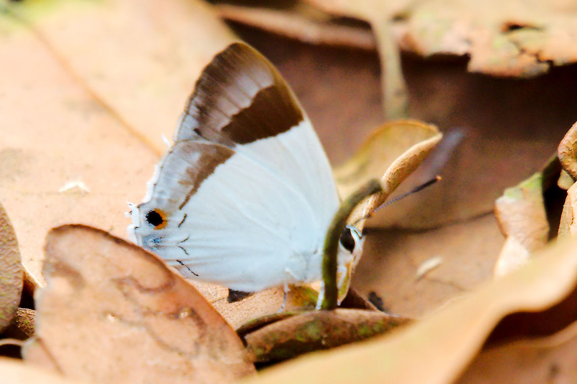Banded Royal Butterfly at Wayanad Banded Royal Butterfly (Rachana jalindra) seen at Wayanad Banded Royal,Banded royal,Butterfly,India,Rachana jalindra,tamil nadu,wayanad