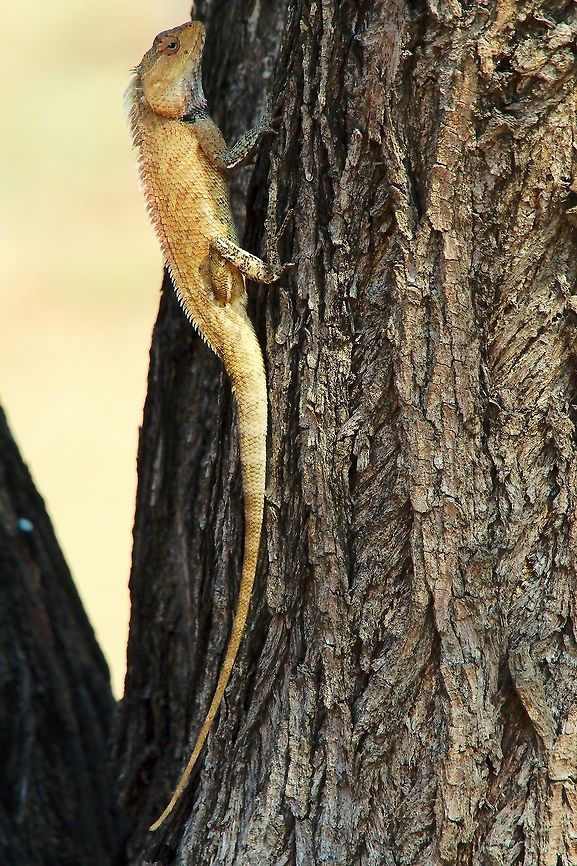 Chameleon at Chennai Chameleon at Chennai Calotes versicolor,Chameleon,Chennai,India,Oriental Garden Lizard