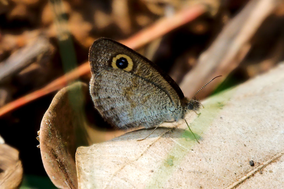 Common Five-ring, Dry Season Form at Wayanad Common Five-ring, (Ypthima baldus) Dry Season Form at Wayanad Common Fivering,Common five-ring,India,Ypthima baldus,tamil nadu,wayanad