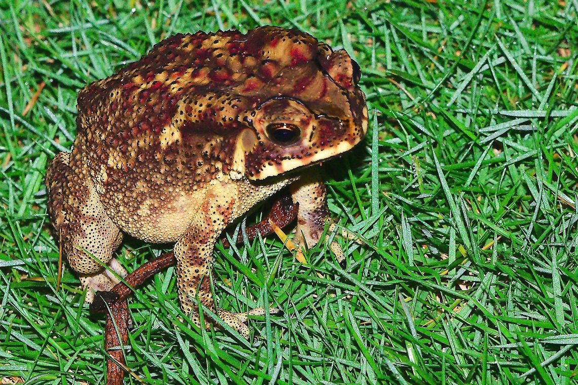 Frog at Lodge at Tanjore Tamil Nadu Frog at Lodge at Tanjore Tamil Nadu Asian common toad,Duttaphrynus melanostictus,India,Tanjore,frog,tamil nadu