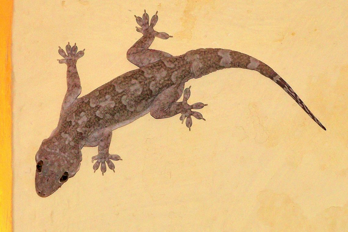 Gecko at Hampi, Karnataka Gecko at Hampi, Karnataka Common house gecko,Hampi,Hemidactylus frenatus,India,gecko,karnataka