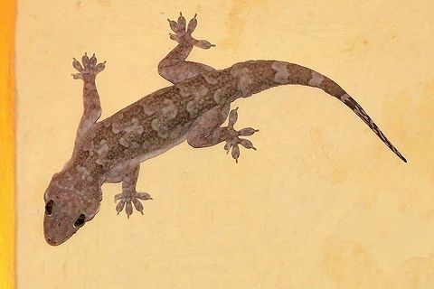 Gecko at Hampi, Karnataka Gecko at Hampi, Karnataka Common house gecko,Hampi,Hemidactylus frenatus,India,gecko,karnataka