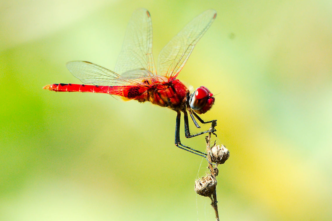 Dragonfly at Puducherry (Pondicherry) Tamil Nadu Dragonfly at Puducherry (Pondicherry) Tamil Nadu Dragonfly,Puducherry,Sympetrum fonscolombii,libellulidae,red-veined darter,tamil nadu