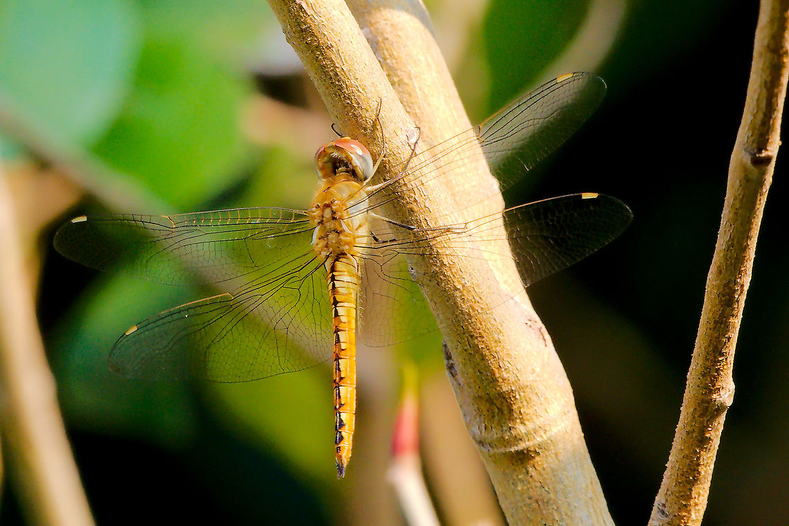 Dragonfly at Hampi, Karnataka Dragonfly at Hampi, Karnataka Dragonfly,Hampi,India,Pantala flavescens,Wandering Glider,karnataka