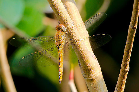 Dragonfly at Hampi, Karnataka Dragonfly at Hampi, Karnataka Dragonfly,Hampi,India,Pantala flavescens,Wandering Glider,karnataka