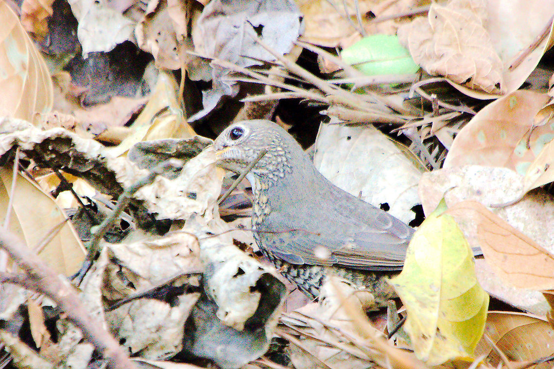 Scaly Thrush at Wayanad, Tamil Nadu Scaly Thrush at Wayanad, Tamil Nadu (Zoothera dauma) India,Scaly Thrush,Scaly thrush,Tamil,Zoothera dauma,wayanad