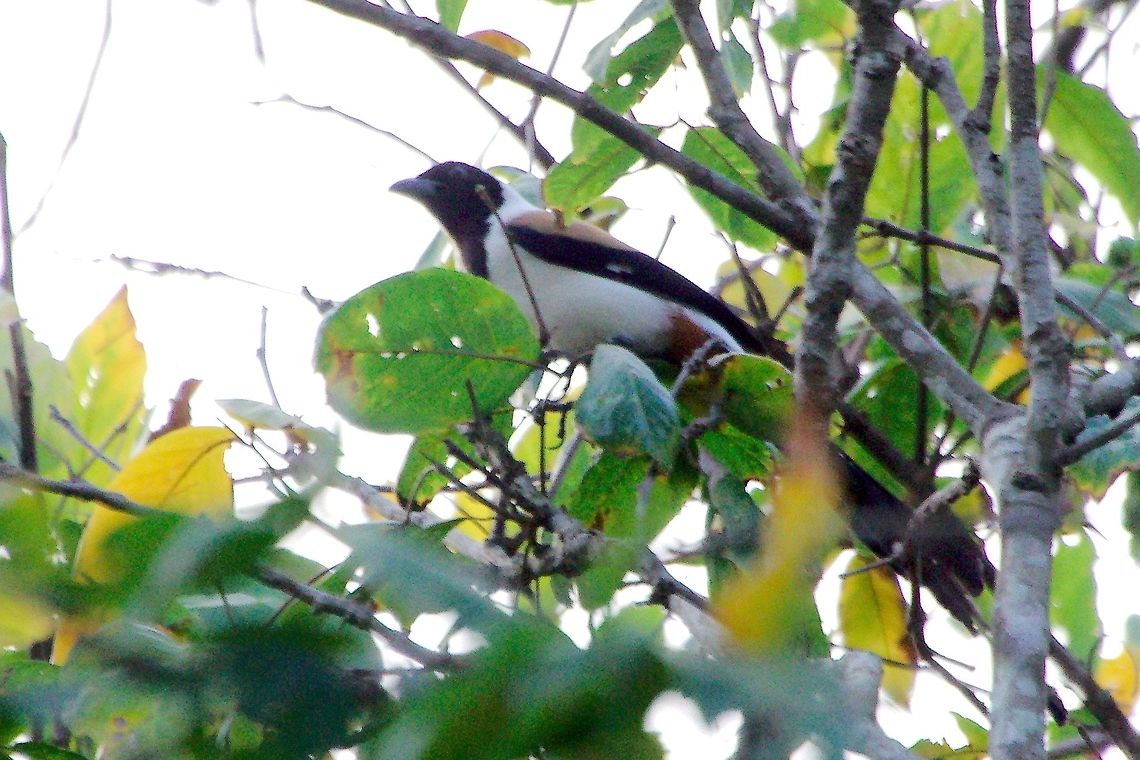 White-bellied Treepie at Top Slip White-bellied Treepie (Dendrocitta leucogastra) at Top Slip, Indira Gandhi Wildlife Sanctuary Dendrocitta leucogastra,India,Indira Gandhi Wildlife Sanctuary,Top Slip,White-bellied Treepie,White-bellied treepie