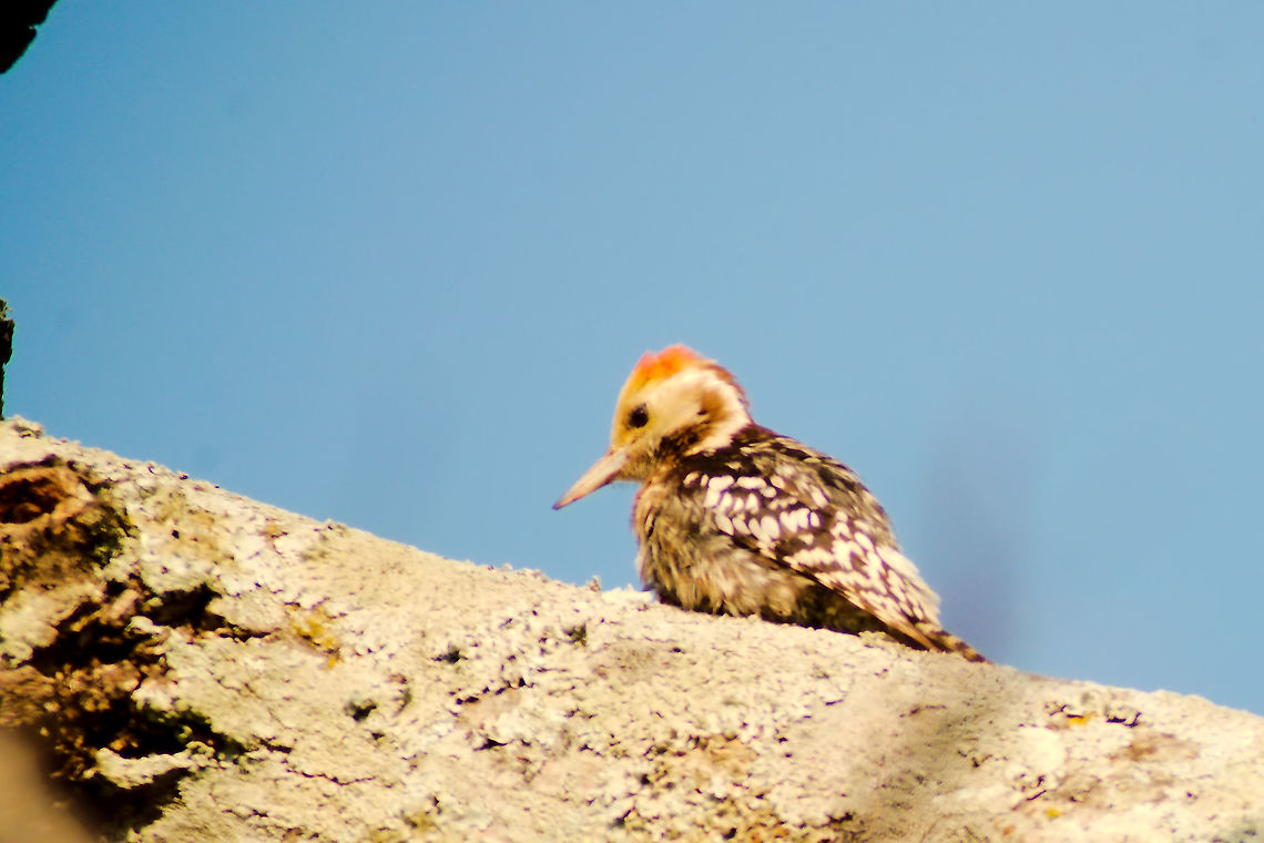 Yellow-fronted Pied Woodpecker at Topslip Yellow-fronted Pied Woodpecker or Yellow-crowned Woodpecker (Leiopicus mahrattensis) at Topslip, Indira Gandhi Wildlife Sanctuary Indira Gandhi Wildlife Sanctuary,Leiopicus mahrattensis,Topslip,Yellow-crowned Woodpecker,Yellow-crowned woodpecker
