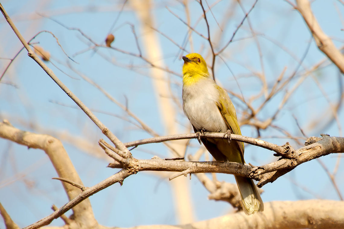 Yellow-throated Bulbul at Hampi, Karnataka Yellow-throated Bulbul (Pycnonotus xantholaemus) seen at Hampi, Karnataka Hampi,India,Pycnonotus xantholaemus,Yellow-throated Bulbul,Yellow-throated bulbul,karnataka
