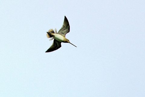 Common Snipe, display flight Common Snipe, display flight Common Snipe,Common snipe,Gallinago gallinago,Geotagged,Hornafjördur,Iceland,Spring