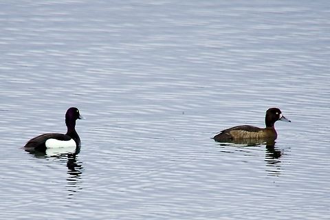 Greater Scaup, couple Greater Scaup, couple swimming at Lake Myvatn Aythya marila,Greater Scaup,Greater scaup,Iceland,Myvatn
