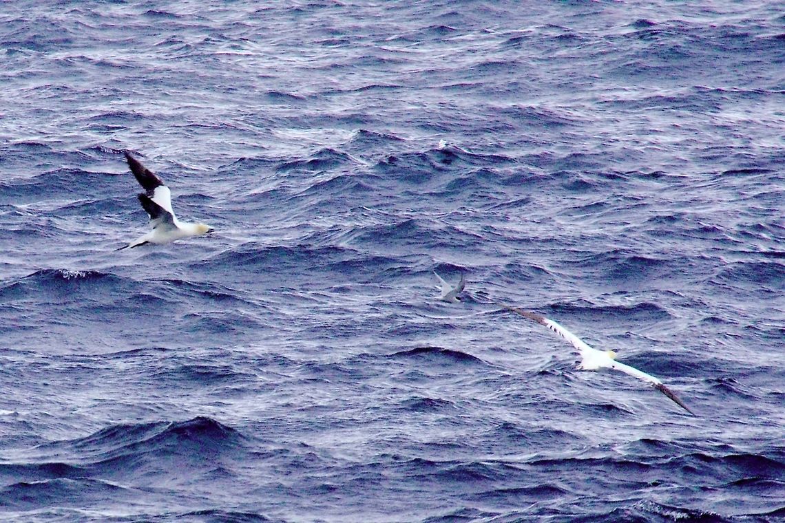 Northern Gannet hunting Pair of Northern Gannet hunting together with Arctic Tern Geotagged,Iceland,Morus bassanus,Northern Gannet,Spring