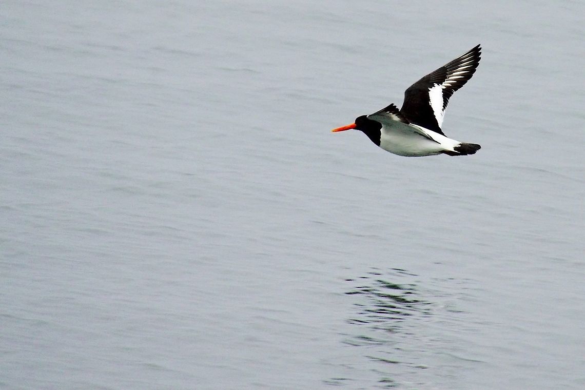 Eurasian Oystercatcher flying Eurasian Oystercatcher flying near H&ouml;fn, Iceland Eurasian oystercatcher,Geotagged,Haematopus ostralegus,Höfn,Iceland,Spring