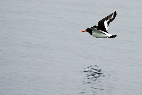 Eurasian Oystercatcher flying Eurasian Oystercatcher flying near H&ouml;fn, Iceland Eurasian oystercatcher,Geotagged,Haematopus ostralegus,H&ouml;fn,Iceland,Spring
