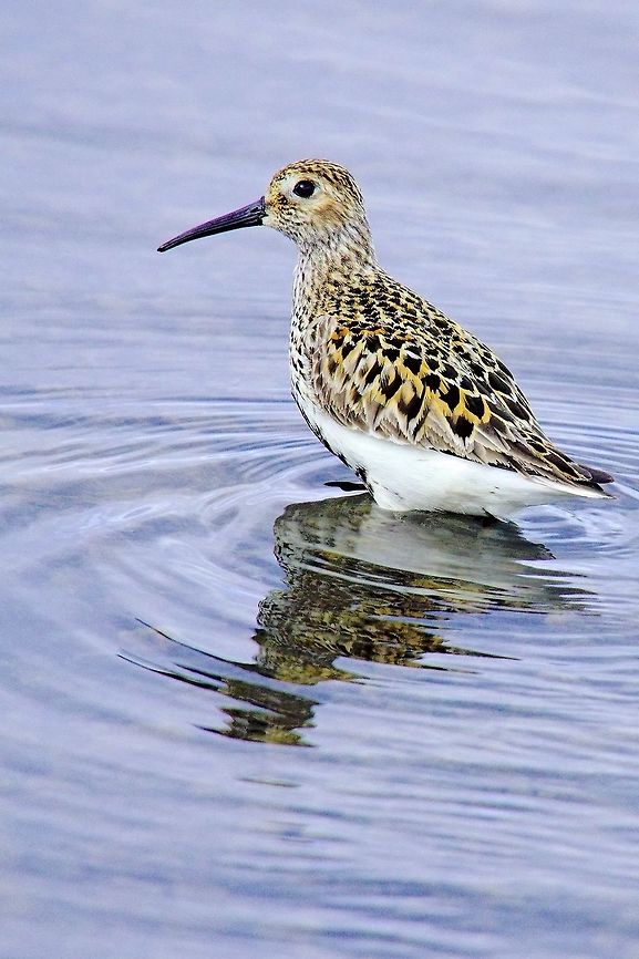 Dunlin Dunlin, Calidris alpina, in Bakkager&eth;i, Borgarfj&ouml;r&eth;ur Eystri, Iceland Bakkagerði,Borgarfjörður Eystri,Calidris alpina,Dunlin,Geotagged,Iceland,Spring