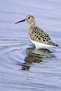 Dunlin Dunlin, Calidris alpina, in Bakkagerði, Borgarfjörður Eystri, Iceland Bakkagerði,Borgarfjörður Eystri,Calidris alpina,Dunlin,Geotagged,Iceland,Spring