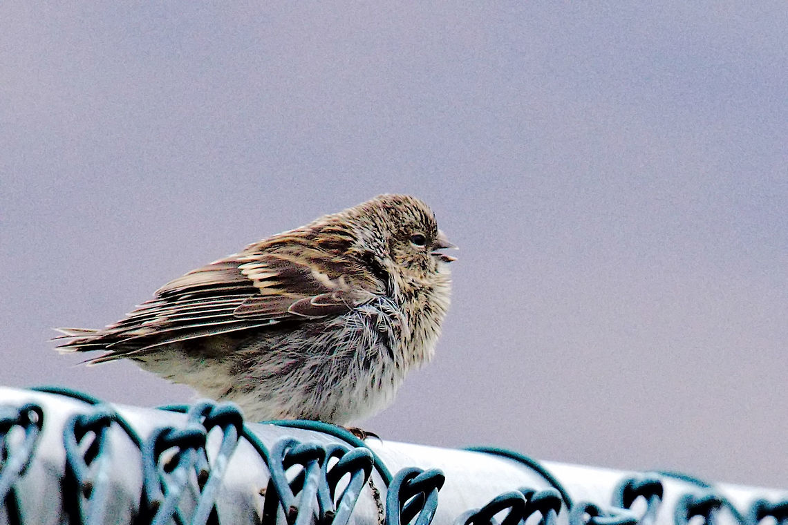 Common Redpoll, Common Redpoll, Carduelis flammea, sitting on a fence at Akureyri Acanthis flammea,Akureyri,Carduelis flammea,Common Redpoll,Common redpoll,Geotagged,Iceland,Spring