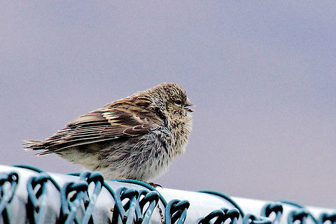 Common Redpoll, Common Redpoll, Carduelis flammea, sitting on a fence at Akureyri Acanthis flammea,Akureyri,Carduelis flammea,Common Redpoll,Common redpoll,Geotagged,Iceland,Spring