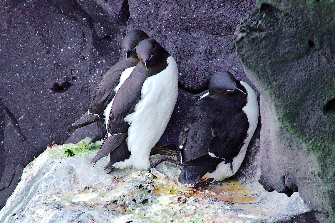 Thick-billed Murre or Brünnich's Guillemot Thick-billed Murre or Br&uuml;nnich&#039;s Guillemot, Uria lomvia, &Ouml;ndverdarnes, Skardsv&iacute;k, Sv&ouml;rtuloft Brünnich's Guillemot,Geotagged,Iceland,Spring,Svörtuloft,Thick-billed Murre,Thick-billed murre,Uria lomvia