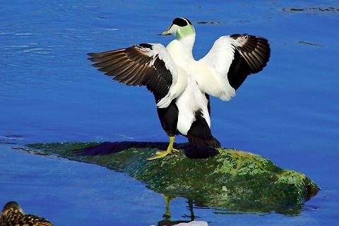 Common Eider showing its wings Common Eider, Somateria mollissima, showing its wings, Jökulsárlón Common Eider,Geotagged,Iceland,Jökulsárlón,Somateria mollissima,Spring