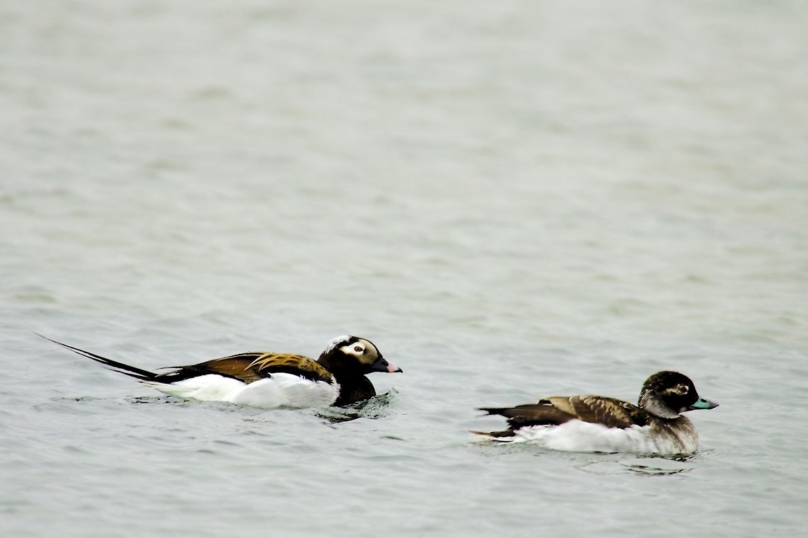 Long-tailed Duck Long-tailed Duck, Clangula hyemalis, Couple, swimming at Bulandsnes, Dj&uacute;pivogur Bulandsnes,Clangula hyemalis,Djúpivogur,Geotagged,Iceland,Long-tailed Duck,Long-tailed duck,Spring