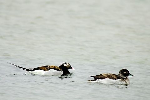 Long-tailed Duck Long-tailed Duck, Clangula hyemalis, Couple, swimming at Bulandsnes, Djúpivogur Bulandsnes,Clangula hyemalis,Djúpivogur,Geotagged,Iceland,Long-tailed Duck,Long-tailed duck,Spring