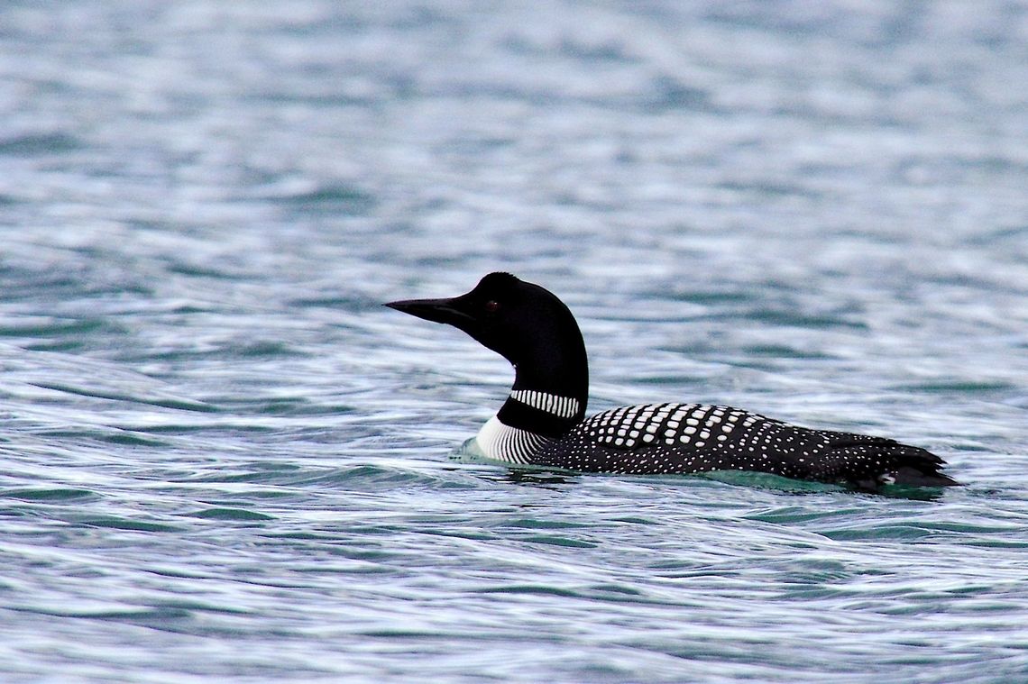Common Loon Common Loon, at Myvatn Common loon,Gavia immer,Geotagged,Iceland,Myvatn,Spring
