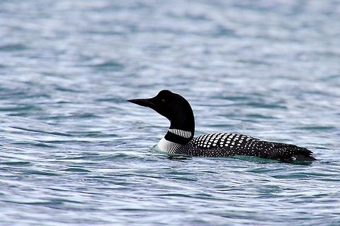 Common Loon Common Loon, at Myvatn Common loon,Gavia immer,Geotagged,Iceland,Myvatn,Spring