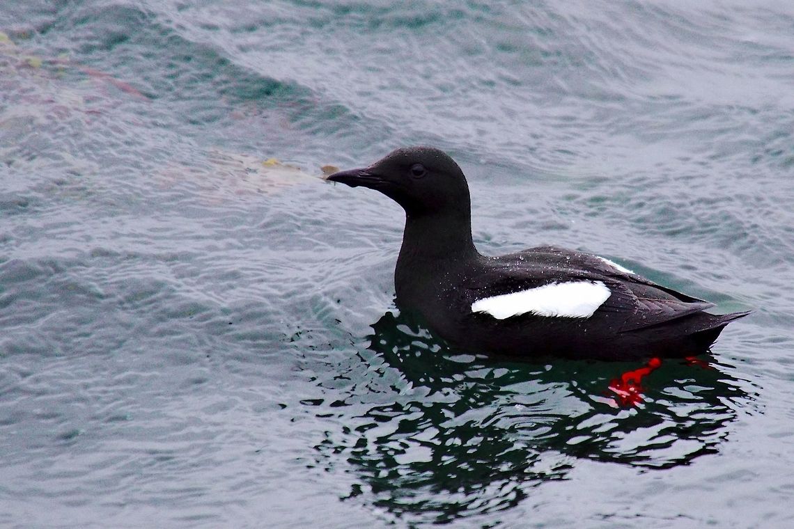 Black Guillemot Black Guillemot, Cepphus grylle, swimming, seen at Flatey Black guillemot,Cepphus grylle,Flatey,Geotagged,Iceland,Spring