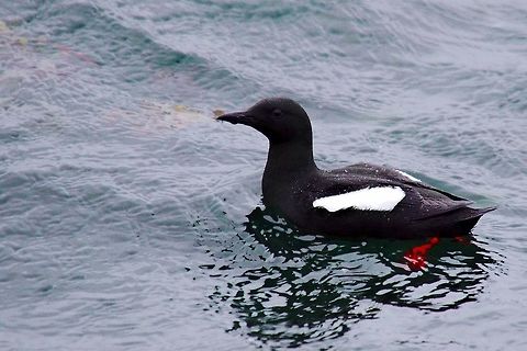 Black Guillemot Black Guillemot, Cepphus grylle, swimming, seen at Flatey Black guillemot,Cepphus grylle,Flatey,Geotagged,Iceland,Spring