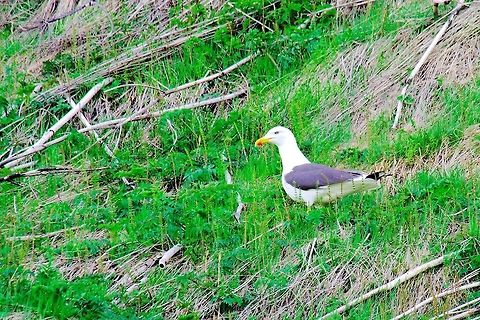 Lesser black-backed Gull Lesser black-backed Gull, Larus fuscus seen at Dyrhólaey, Iceland Dyrhólaey,Geotagged,Iceland,Larus fuscus,Lesser Black-backed Gull,Spring