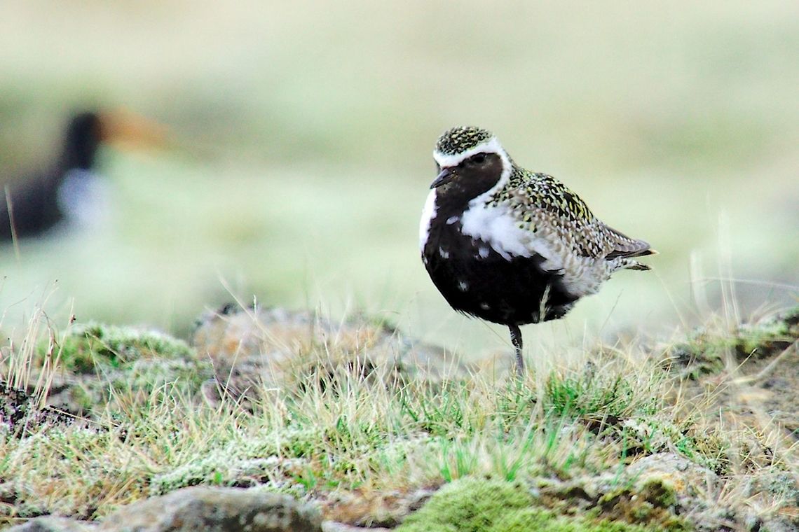 Grey Plover Grey Plover, Pluvialis squatarola, seen at Dj&uacute;pivogur, Bulandsnes Bulandsnes,Djúpivogur,Geotagged,Grey plover,Iceland,Pluvialis squatarola,Spring