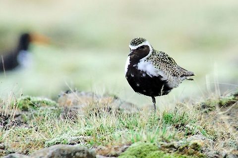 Grey Plover Grey Plover, Pluvialis squatarola, seen at Djúpivogur, Bulandsnes Bulandsnes,Djúpivogur,Geotagged,Grey plover,Iceland,Pluvialis squatarola,Spring