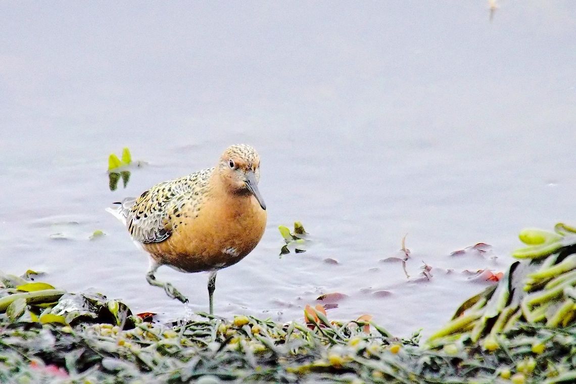 Red Knott Red Knott, Calidris canutus, Harbour of Dj&uacute;pivogur Calidris canutus,Dj&uacute;pivogur,Geotagged,Iceland,Red Knott,Red knot,Spring