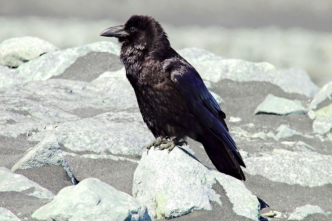 Common Raven Common Raven, Corvus corax, seen at J&ouml;kuls&aacute;rl&oacute;n Common Raven,Corvus corax,Geotagged,Iceland,Spring,jokulsarlon