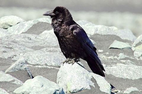 Common Raven Common Raven, Corvus corax, seen at J&ouml;kuls&aacute;rl&oacute;n Common Raven,Corvus corax,Geotagged,Iceland,Spring,jokulsarlon