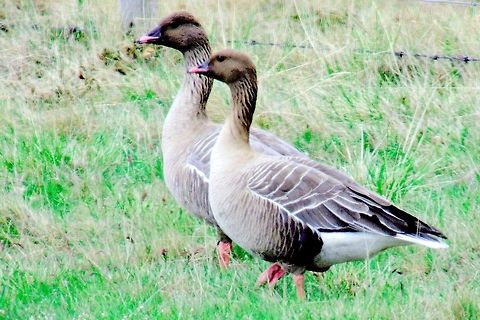 Pink-footed goose Pink-footed goose, Anser brachyrhynchus, at M&yacute;vatn Anser brachyrhynchus,Geotagged,Iceland,Myvatn,Pink-footed goose,Spring
