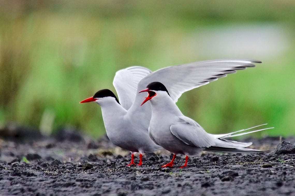 Arctic Tern Arctic tern, Sterna paradisea, seen at Reykjanes Arctic tern,Geotagged,Iceland,Reykjanes,Spring,Sterna paradisaea,Sterna paradisea,paradisaea