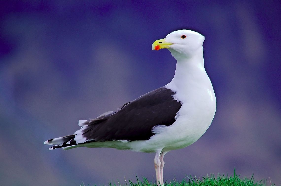 Great black-backed gull Great black-backed gull, Larus marinus, seen at Arnarstapi Arnarstapi,Geotagged,Great Black-backed Gull,Great black-backed gull,Iceland,Larus marinus,Spring