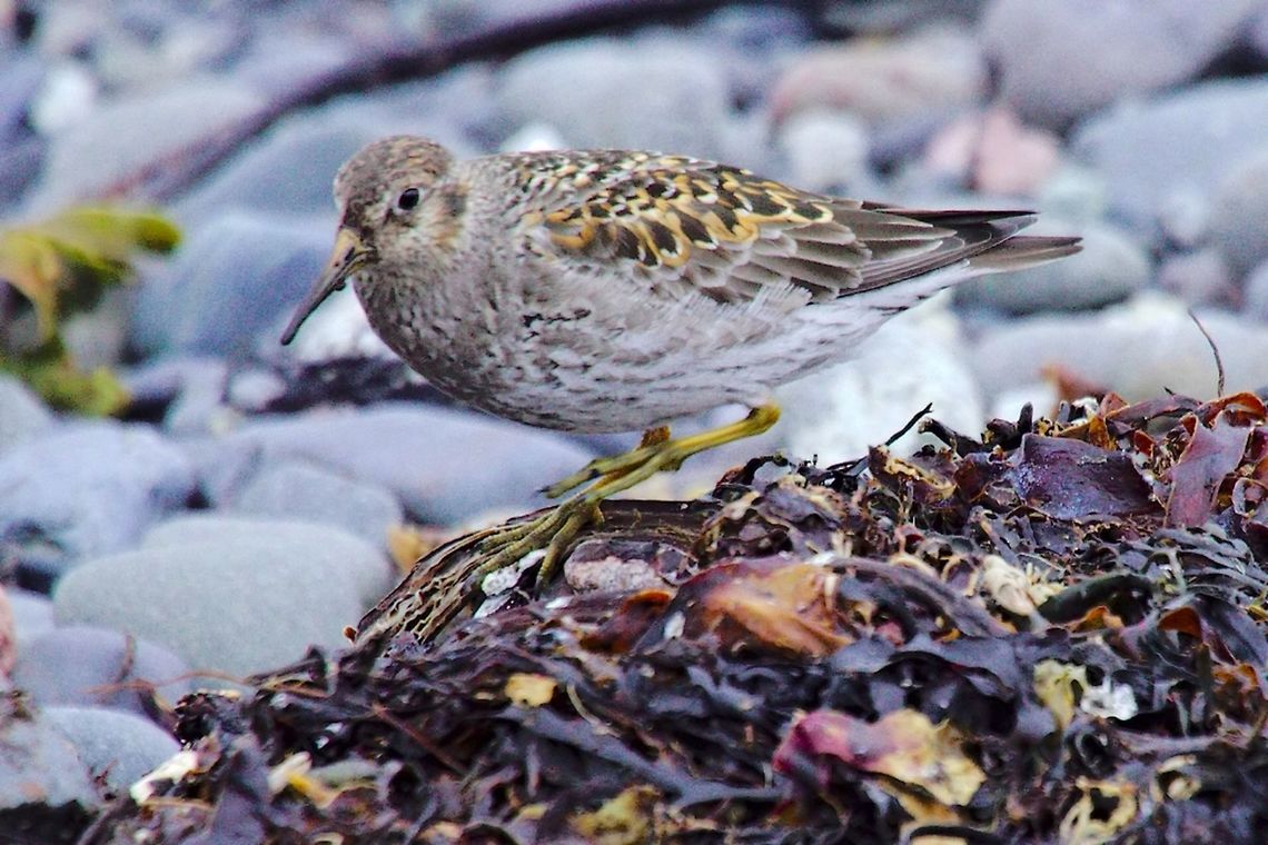 Purple Sandpiper>Pectoral sandpiper, Calidris melanotos Purple Sandpiper, Calidris maritima, seen at Dj&uacute;pivogur<br />
corrected into Pectoral sandpiper, Calidris melanotos Calidris melanotos,Djúpivogur,Geotagged,Iceland,Pectoral sandpiper,Spring