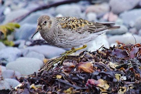 Purple Sandpiper>Pectoral sandpiper, Calidris melanotos Purple Sandpiper, Calidris maritima, seen at Dj&uacute;pivogur
corrected into Pectoral sandpiper, Calidris melanotos Calidris melanotos,Dj&uacute;pivogur,Geotagged,Iceland,Pectoral sandpiper,Spring