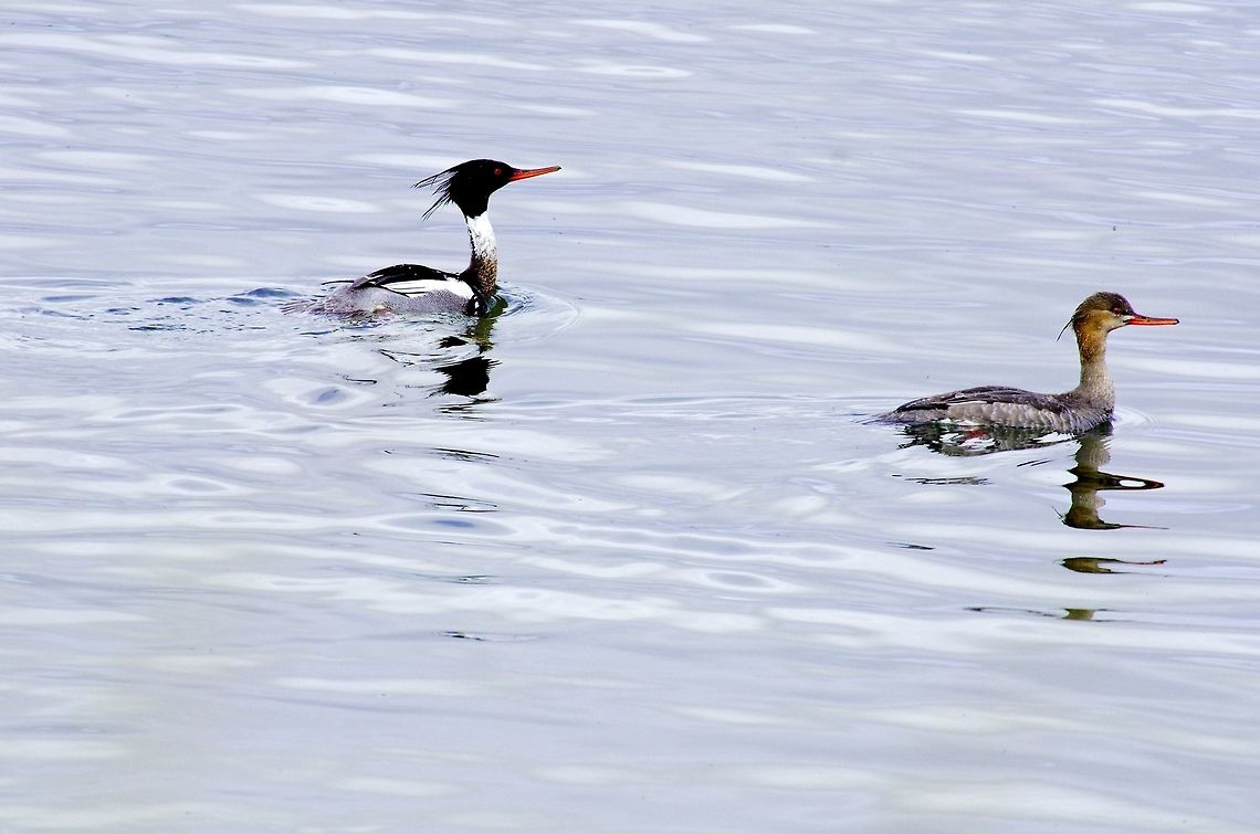 Red-breasted Merganser Red-breasted Merganser, Mergus serrator, couple seen at M&yacute;vatn Geotagged,Iceland,Mergus serrator,Myvatn,Red-breasted merganser,Spring