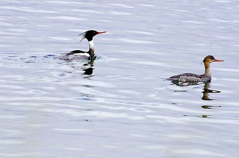 Red-breasted Merganser Red-breasted Merganser, Mergus serrator, couple seen at Mývatn Geotagged,Iceland,Mergus serrator,Myvatn,Red-breasted merganser,Spring