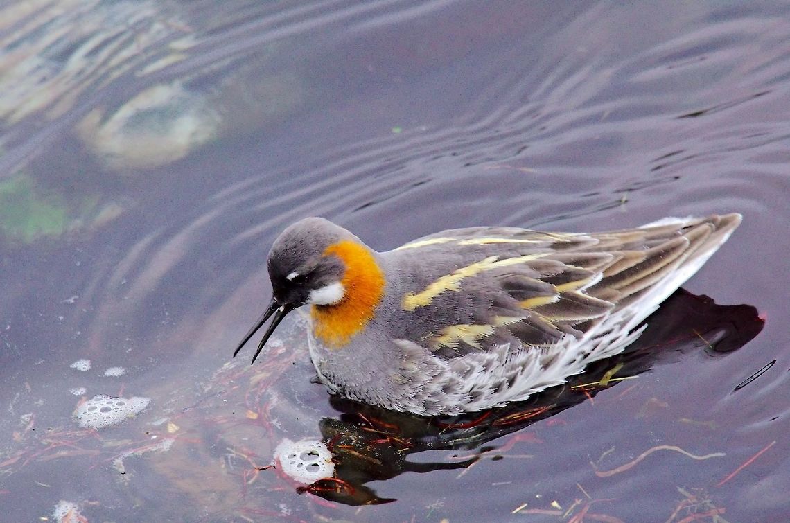 Red-necked Pharalope Red-necked Pharalope, Phalaropus lobatus, seen at Bakkager&eth;i Bakkager&eth;i,Geotagged,Iceland,Phalaropus lobatus,Red-necked Pharalope,Red-necked phalarope,Spring
