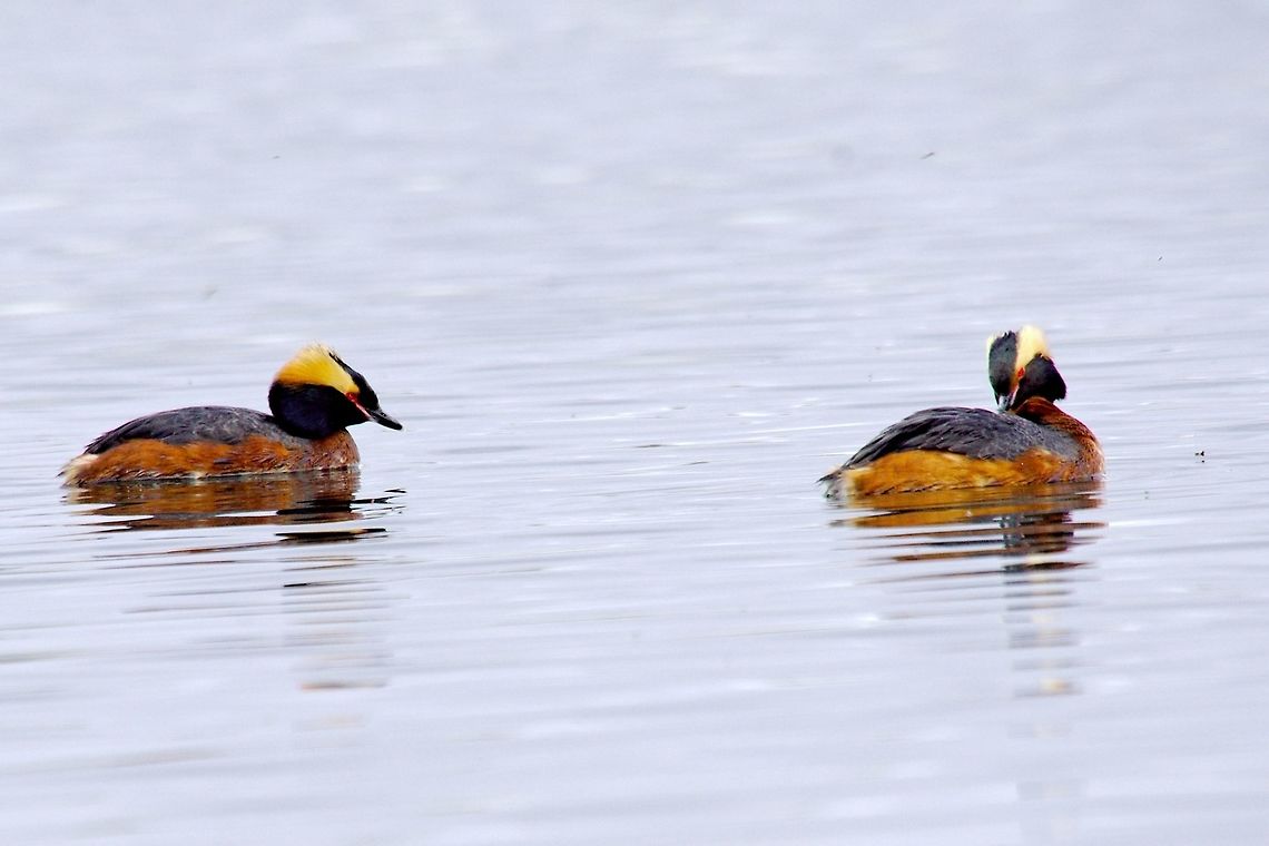 Horned Grebe Horned Grebe, Podiceps auritus, seen at Bakkager&eth;i Bakkagerði,Geotagged,Horned grebe,Iceland,Podiceps auritus,Spring