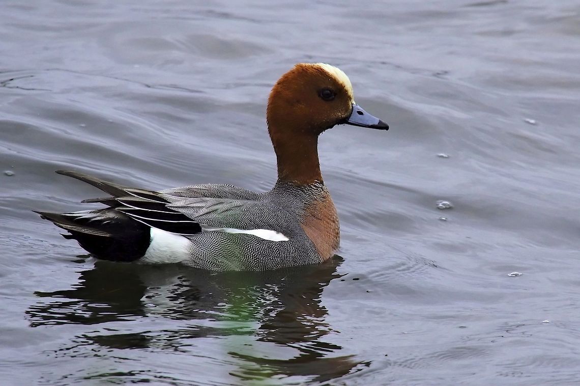 Eurasian Wigeon Eurasian Wigeon, Anas penelope, seen at Bakkager&eth;i Anas penelope,Bakkagerði,Eurasian wigeon,Geotagged,Iceland,Mareca penelope,Spring