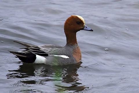 Eurasian Wigeon Eurasian Wigeon, Anas penelope, seen at Bakkagerði Anas penelope,Bakkagerði,Eurasian wigeon,Geotagged,Iceland,Mareca penelope,Spring
